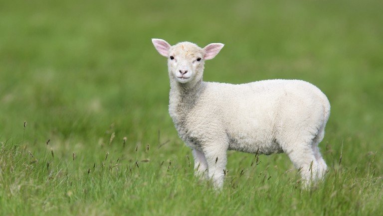 Súlyos csapást mérhet az európai báránypiacra a megállapodás nélküli Brexit