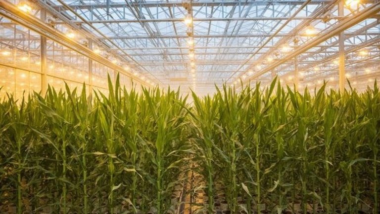 Ilyet még nem láttál: üvegházban termesztenek kukoricát a sivatag közepén