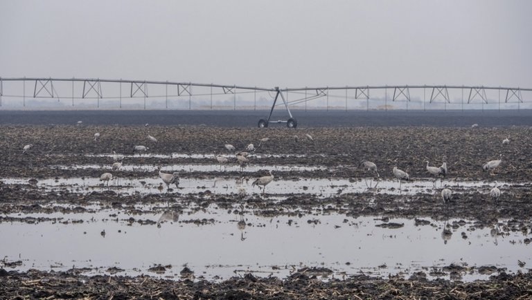 Nagy a baj a magyar földeken: durván megnehezíti a gazdák életét az időjárás