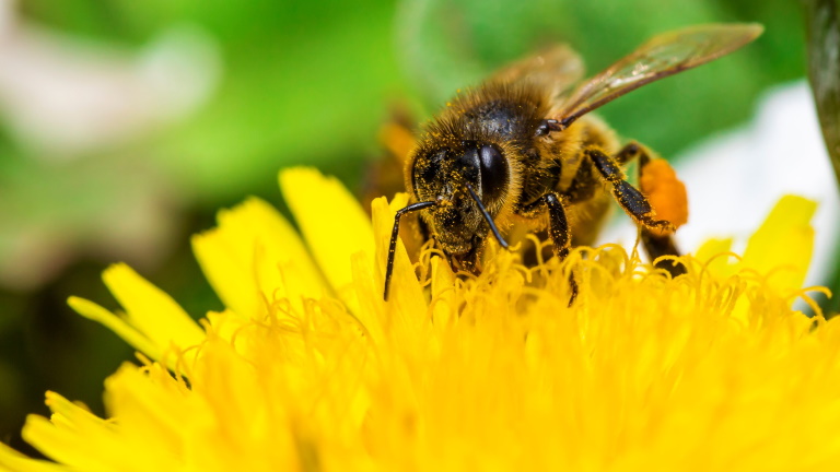Fontos bejelentést tett az agrárminiszter: át kell alakítani a magyar méhészetet