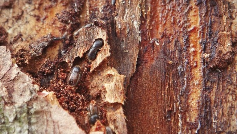 Pusztító rovarok milliói szállták meg a fenyveseket: már most óriási a kár