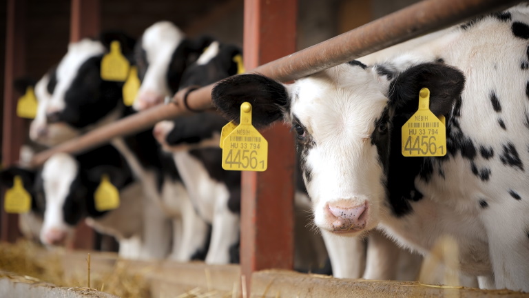 Elárulta titkát a baranyai állattenyésztő: ezért adnak nagyon sok tejet a tehenei