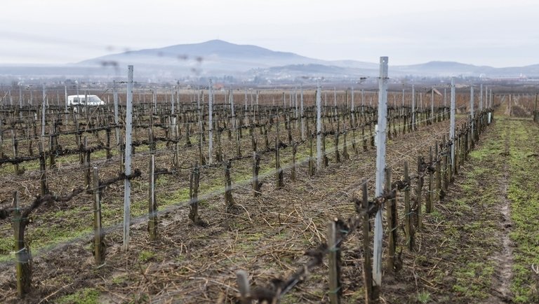 Milliárdos támogatást kapnak a magyar borászok: így juthatnak hozzá