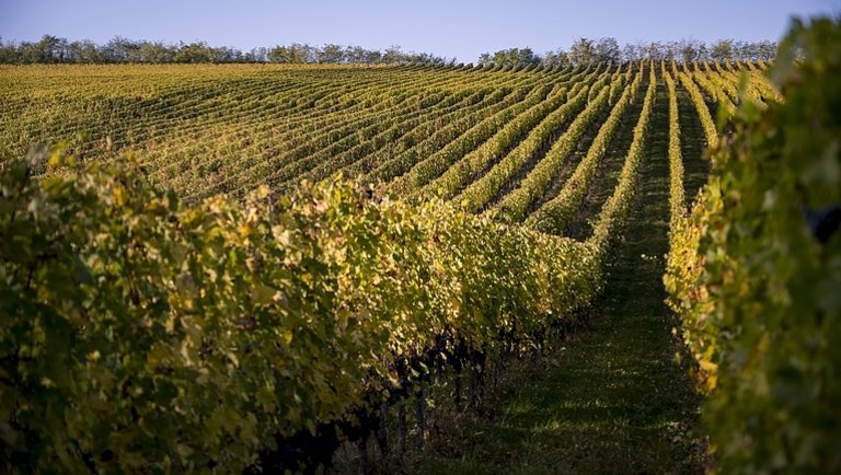 Megkongatták a vészharangot: aggasztó, ami a magyar bortermeléssel történik
