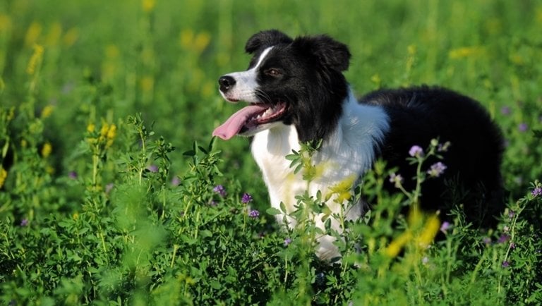 Ilyet még nem láttál: szokatlan feladatra képez ki kutyákat egy német cég