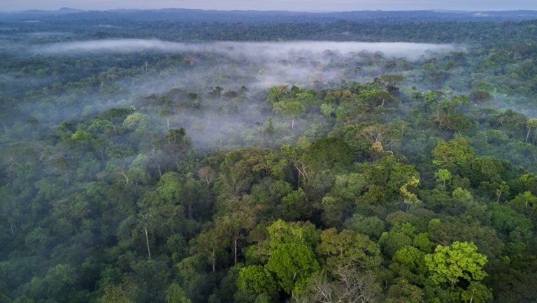 Aggasztó felfedezés: félelmetes dolog derült ki a brazil erdőkről