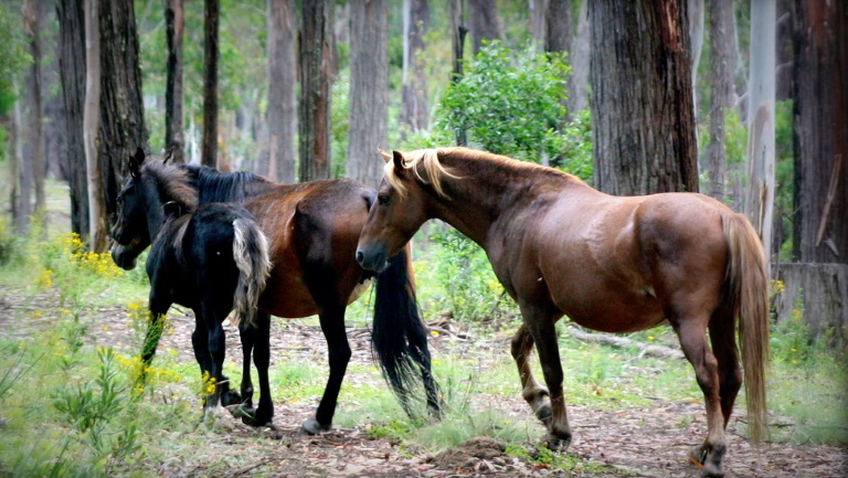 Komoly lépésre készül az ausztrál hatóság: több ezer lovat irtanának ki a térségben
