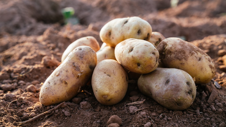 Itt az igazság a magyar krumpliról: meglepő hírek érkeztek