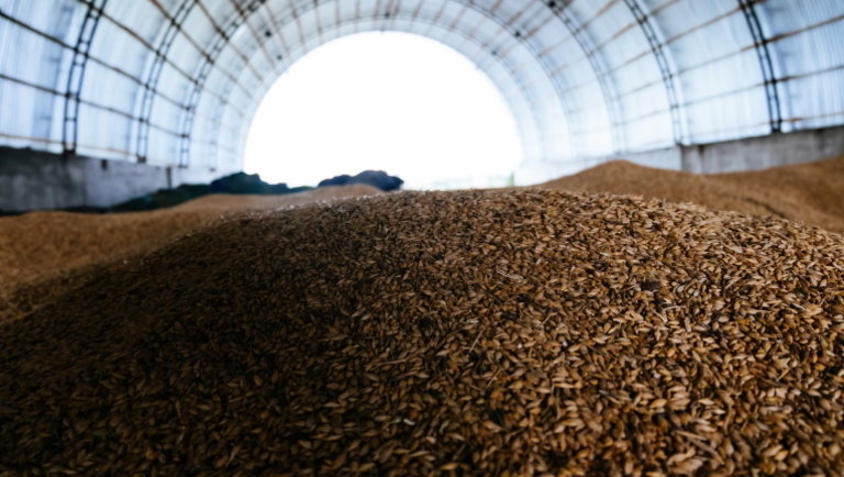 Nőtt a betakarított gabona mennyisége Oroszországban: rekordot azért nem döntöttek