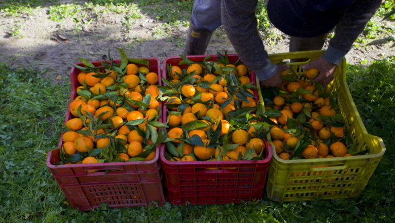 Rossz hírt kaptak a narancsimádók: erre kell készülni idén