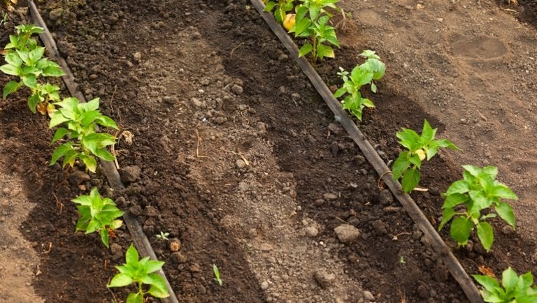 Így öntöz egy profi kertész: elmondta a titkot, rengeteg vizet lehet így megspórolni