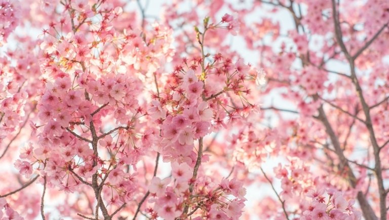 Őrület, ami Japánban történik: évszázadok óta nem volt ilyen a cseresznyevirágzás