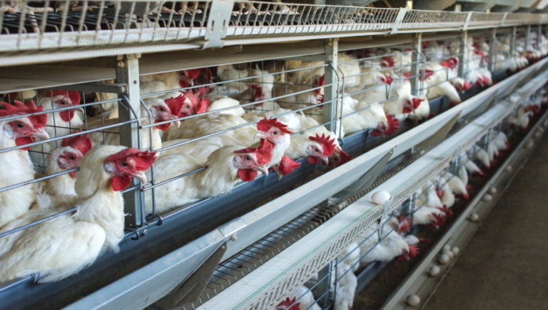 Több mint 400 ezer csirkét gázosítanak el Nagy-Britanniában a koronavírus miatt