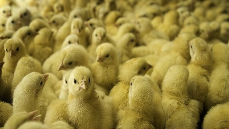 Nagy megkönnyebbülés a hímnemű csirkéknek: a bezúzás többé nem opció