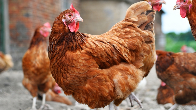 Zseniális: csirkék segítségével termelnek koronavírus-ellenanyagot a magyar kutatók
