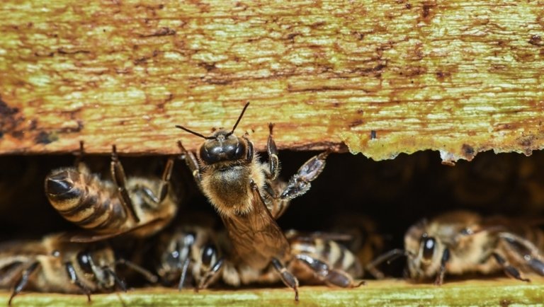 Megvan, hogyan segíthetjük a méhek megmaradását: egyszerűbb, mint gondolnád