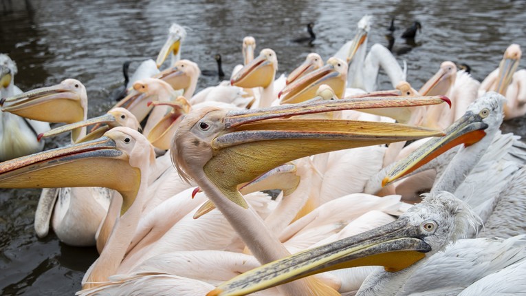 Újra lecsapott a gyilkos kór: elpusztult két pelikán a fővárosi állatkertben