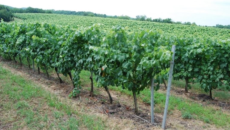 Vallottak a szekszárdi borászok: ez a szőlőfajta lehet a klímaváltozás nagy nyertese