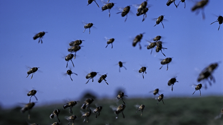 Döbbenetes dolog derült ki a méhekről: ezt sokan nem gondolták volna