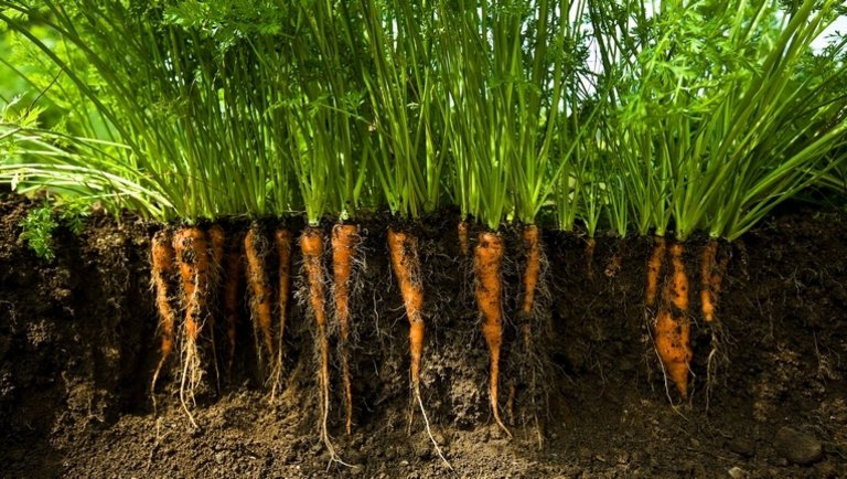 Filléres trükk kertészeknek: így lesz garantáltan egészséges talajod szakember nélkül
