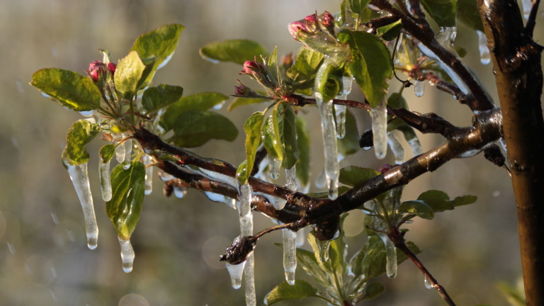 Dermesztő fagy és pusztító szárazság: így teszi tönkre a tavasz a növényeket