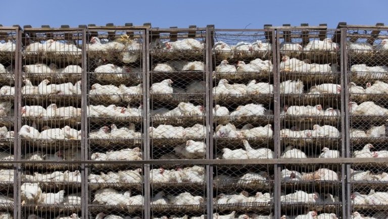 Óriási kockázatot rejt az állatszállítás: brutális fertőzéseket szabadíthat a világra
