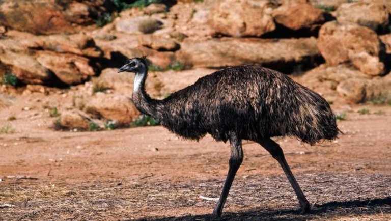 Igazi csodamadár az emu: az emu hús, az emu tojás, de még az emu zsír is értékes alapanyag!