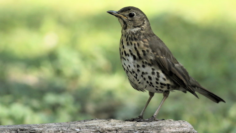 Bekeményített az EU: bírósági határozattal tiltottak be egy madárfogási módszert