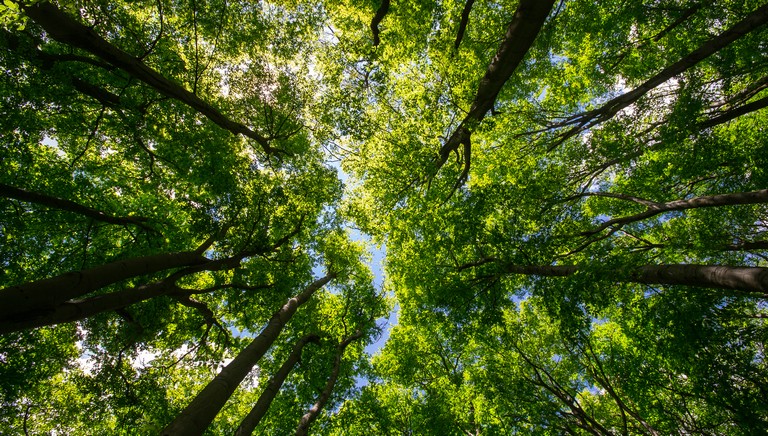 Óriási siker: magyar fejlesztés oldhatja meg az erdők egyik legnagyobb problémáját