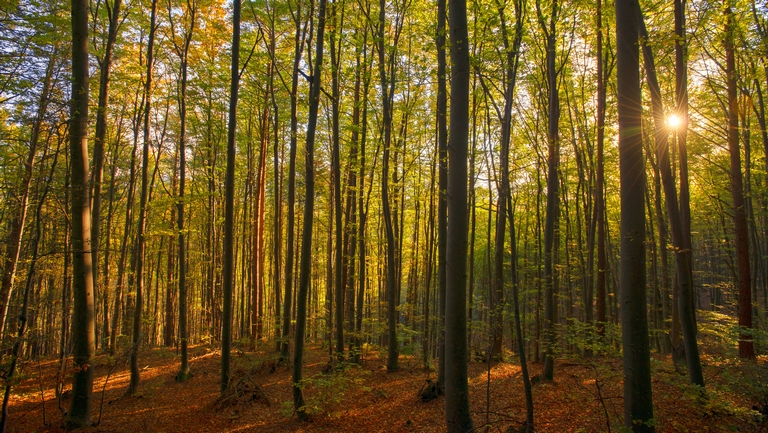 Most már biztos: csak így élhetik túl a magyar erdők a klímaváltozást