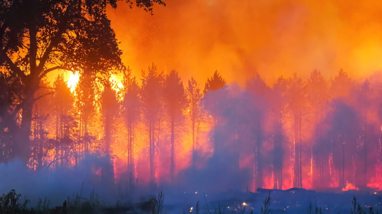 Hatalmas tűz pusztított Bács-Kiskun megyében: óriási a kár, több hektár erdő égett le