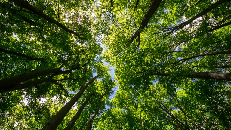 Változott a szabályozás: ezekért mostantól keményen bírságol az erdészeti hatóság