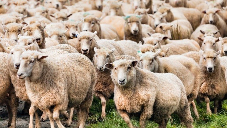 Fordulat az európai báránypiacon: így változtak a felvásárlási árak az elmúlt napokban