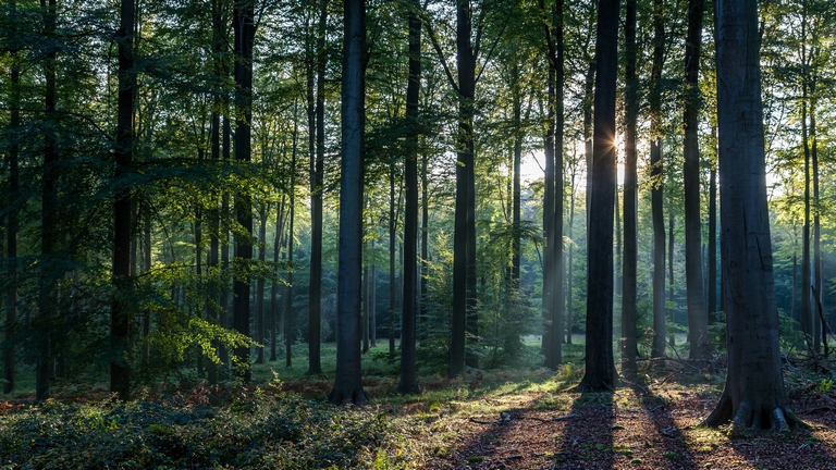 Nagy változások jönnek Európában: ezek rengeteg magyar erdőtulajdonost érintenek
