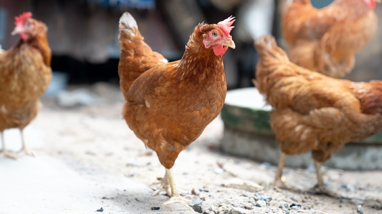 Újra lecsapott a madárinfluenza Japánra: százezernyi csirkét kell leölni 