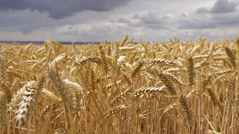 Sokkoló árak a magyar gabonapiacon: ennyibe kerül most egy tonna búza és kukorica