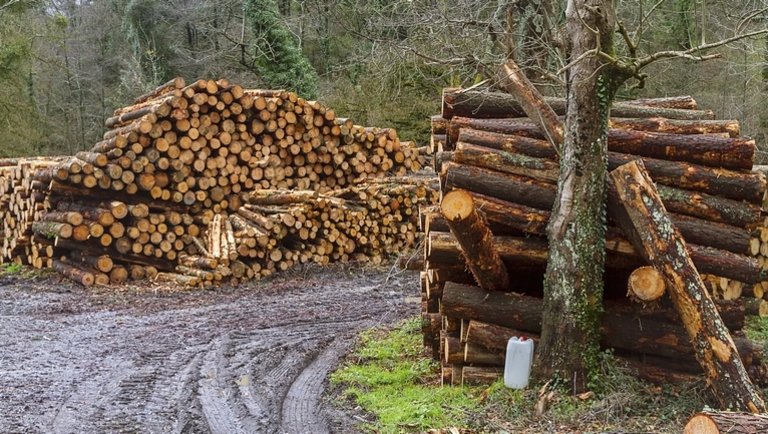 Félelmetes összefüggést találtak a fakitermelés és a járványok kialakulása között