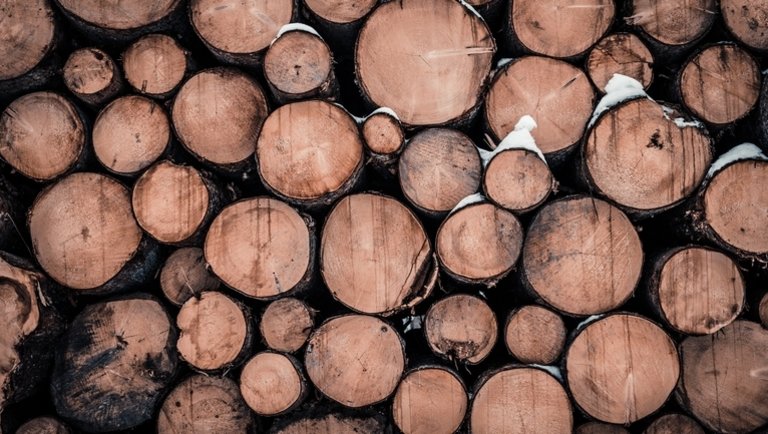 Félelmetesen megnőtt a fakitermelés az unióban: nem is gondolnád, mi áll a háttérben