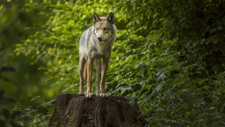 Farkasok tépázzák a borsodi haszonállatokat: rettegnek a gazdák