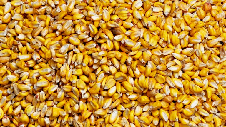 Eldurvult a helyzet a magyar gabonapiacon: ennyibe került most a búza és a kukorica