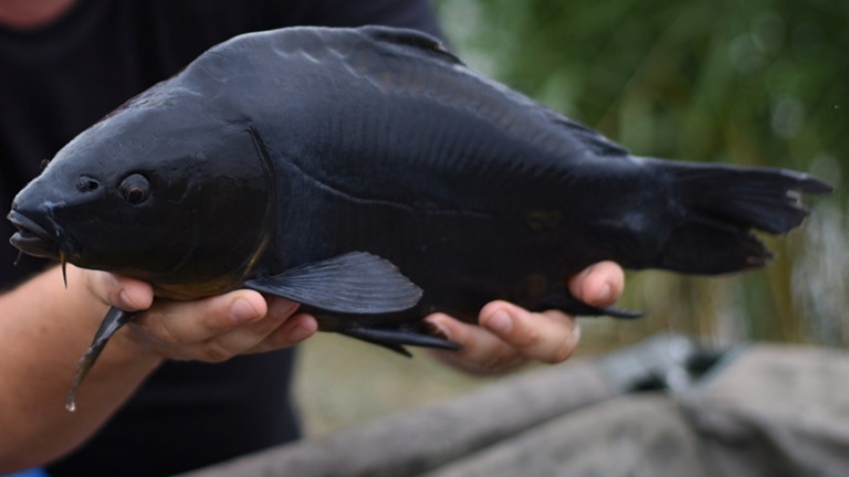 Elképesztő: sosem látott halat fogott a szerencsés horgász egy bányatóban