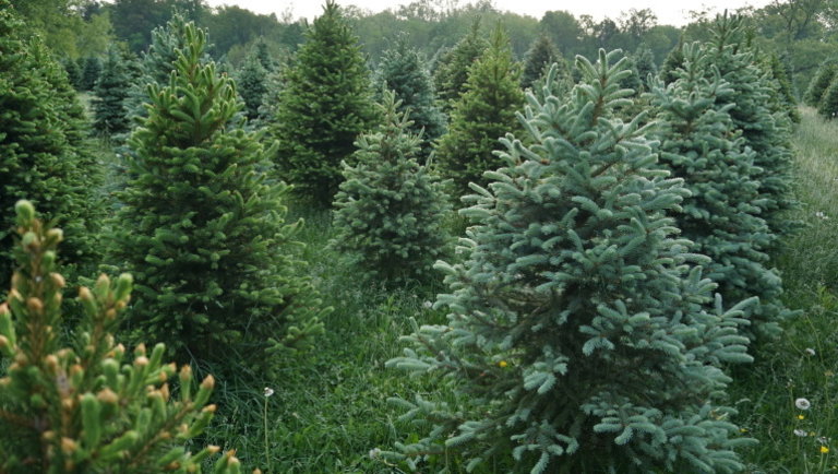 Kiderült: új szabályok vonatkoznak a karácsonyfa-ültetvények támogatására