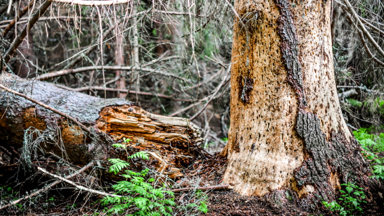Veszélyes kártevők jelentek meg Európa erdőiben: senki sincs biztonságban tőlük