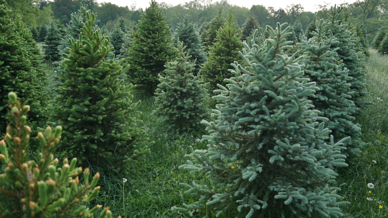 Karácsonyfa árak 2021: ennyibe kerül idén a lucfenyő, nordmann fenyő, ezüst fenyő