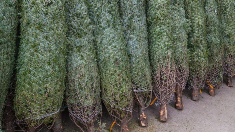 Kőkemény drágulás jön karácsonyfa fronton: mutatjuk, mennyibe kerülnek idén a fenyők