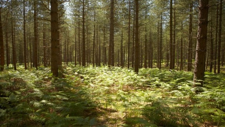 Elindult a számláló: már igényelhető a fiatal erdők ápolásának támogatása