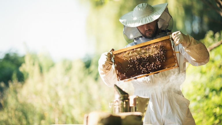Rizikós belevágni a méhészkedésbe: rengetegen rákaptak, durva árat fizetnek érte