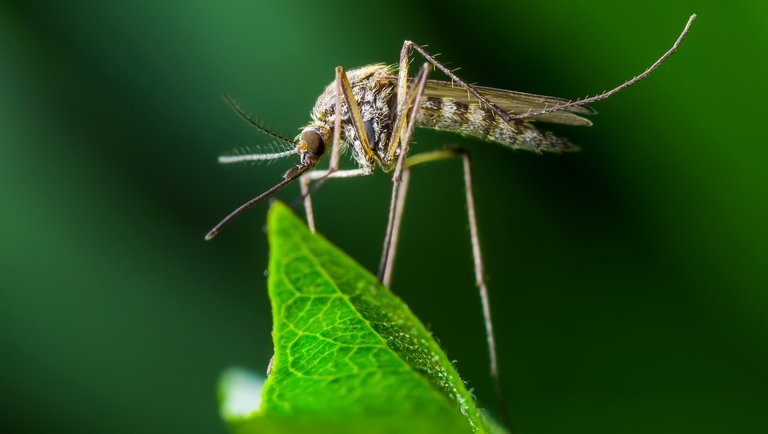 Több száz millió génmódosított szúnyogot engednek szabadon Floridában