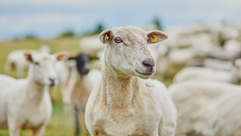 Új hírek bárányfronton: komoly döntésre kényszerítheti a gazdákat az időjárás
