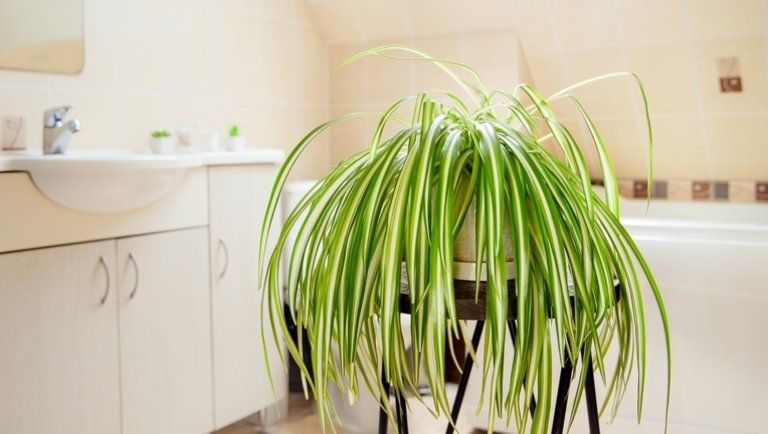 7 növény, ami a fürdőszobában is jól érzi magát: ezeken biztosan nem fog ki a pára se